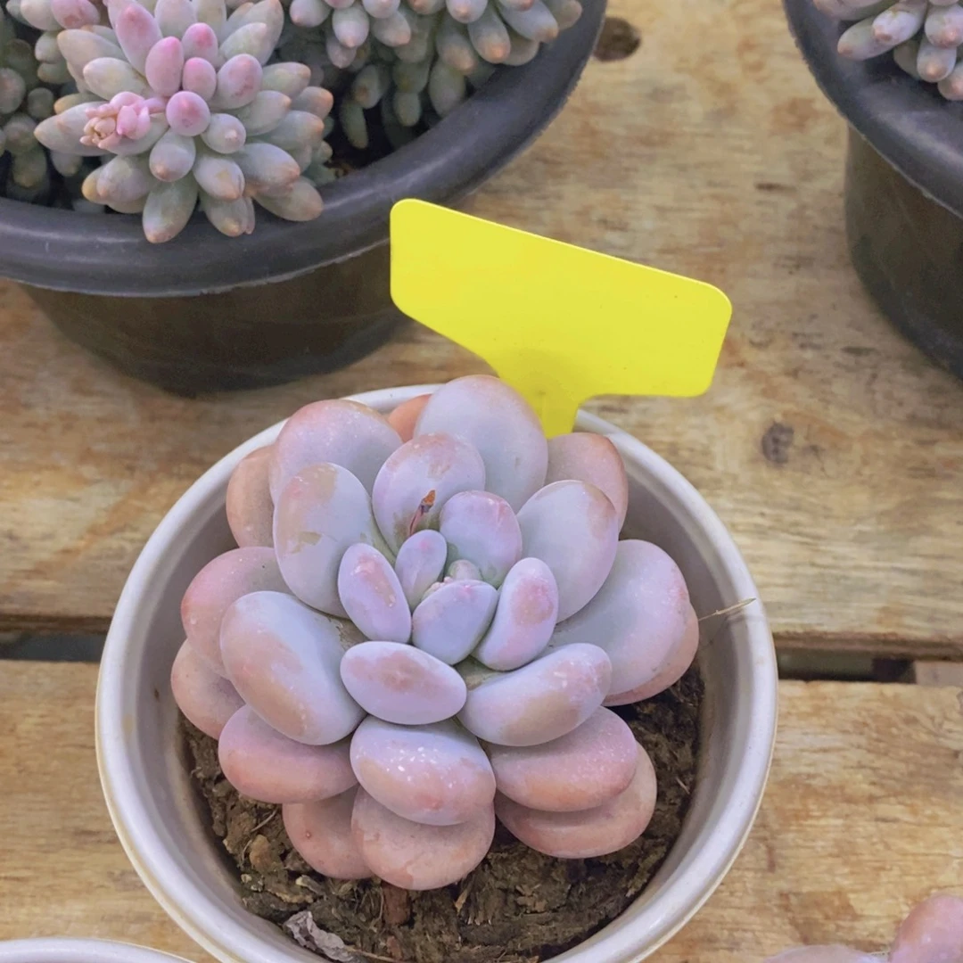 多***?开心多肉植物多肉