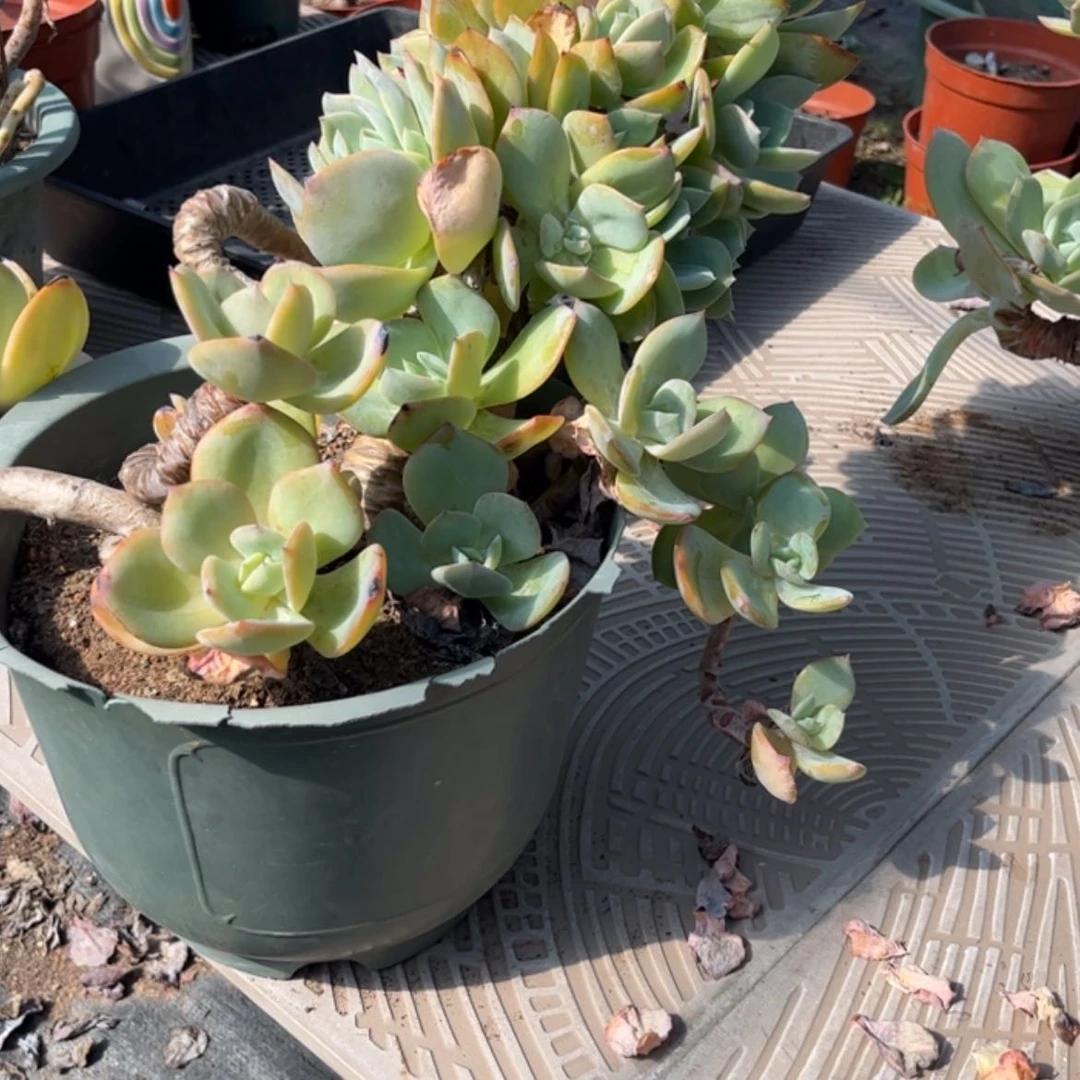 【闪购商品】无花朵陶*
