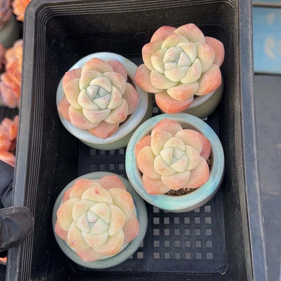 2993，四个单头冰玉带盆发的