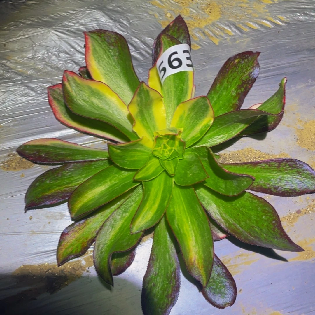 魅影全家桶多肉植物563