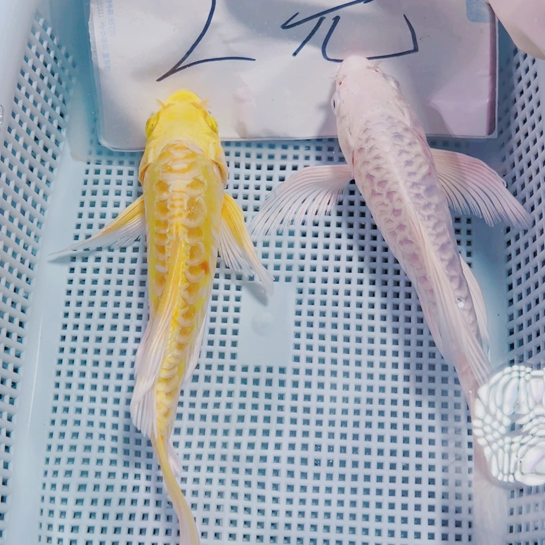 海水鱼锦鲤观赏鱼181