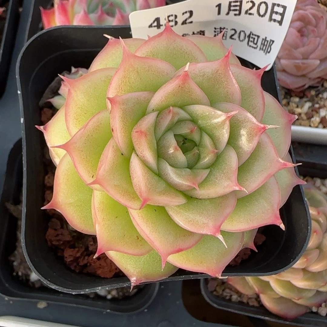 花语逸境0120-482