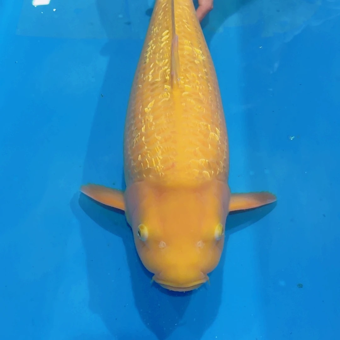 海水鱼佛山兴隆锦鲤