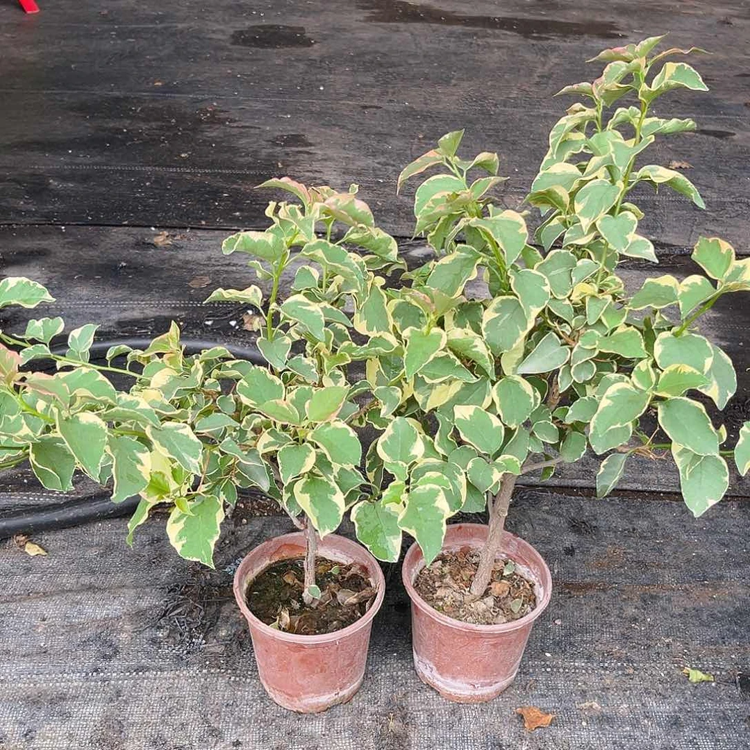 当前无花栽培后可以开花金边蓝月亮掌中宝一颗