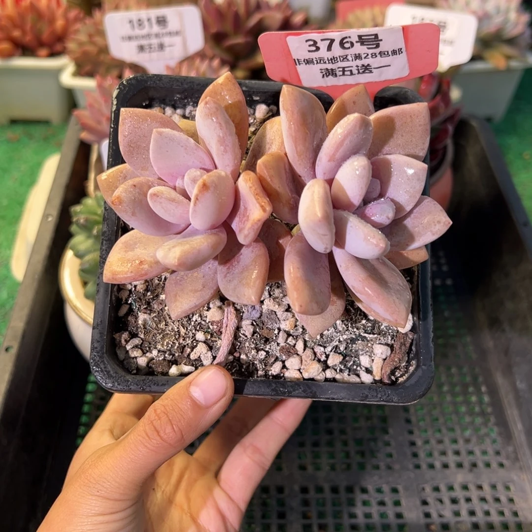 表妹精品多肉植物376.