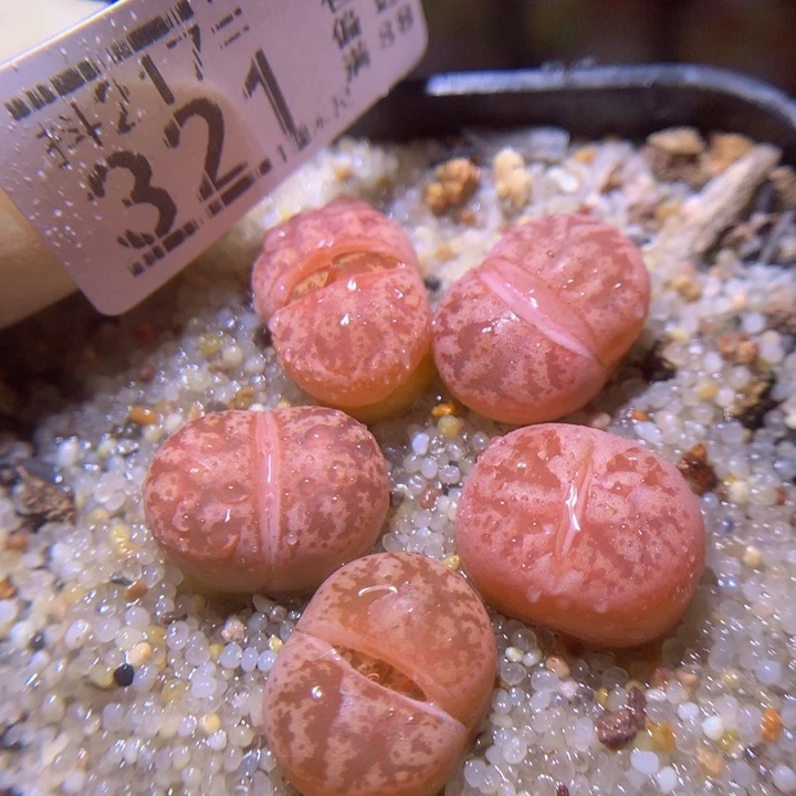 精品生石石217.321