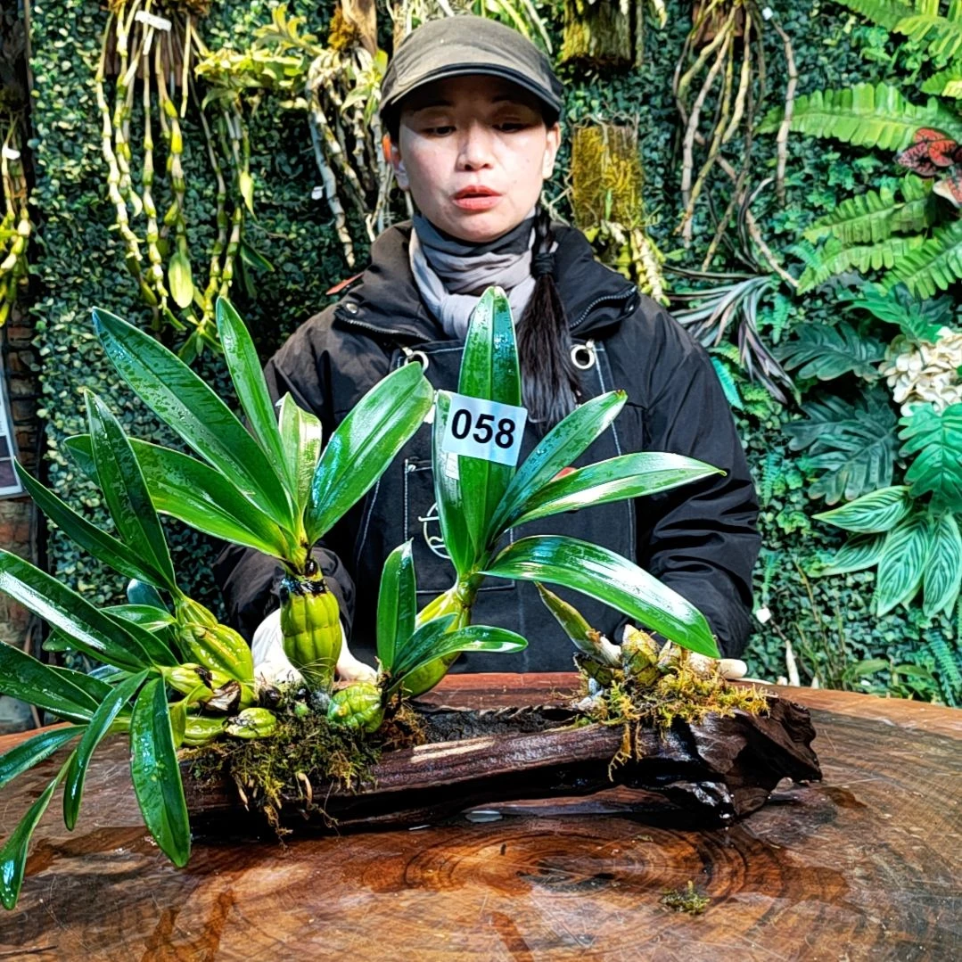 【闪购商品】西**郎058鼓槌，虎牙花