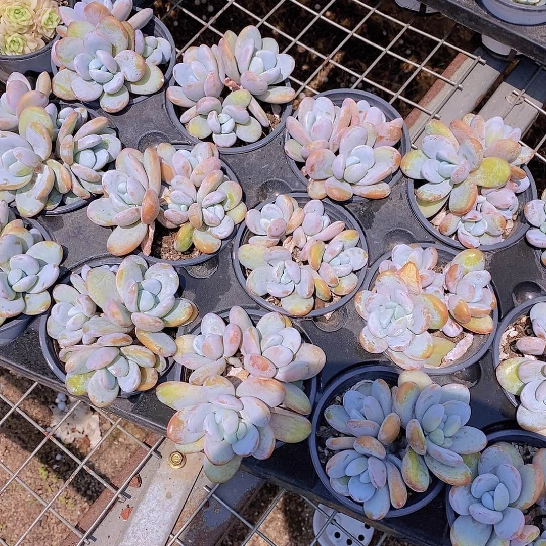 0524- 雪美人三头福利一颗 量拍