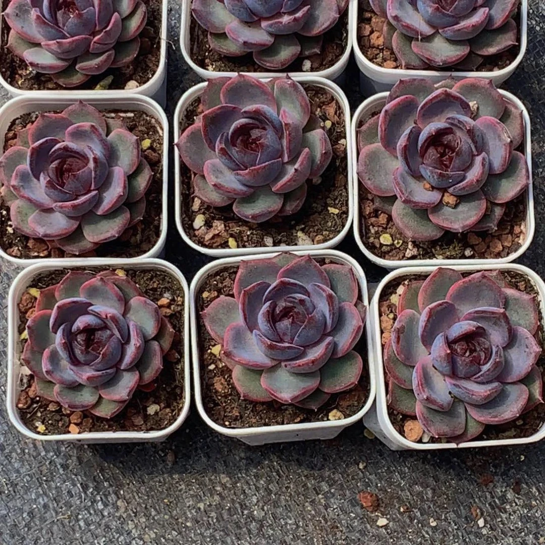 （满9.99包邮）黑橙子 3-4cm 猫小姐多肉