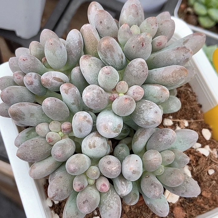多肉植物樱花奶630
