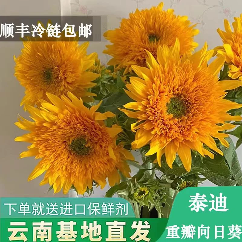 A级泰迪重瓣向日葵梵高油画同款节日生日毕业礼物送男友女友