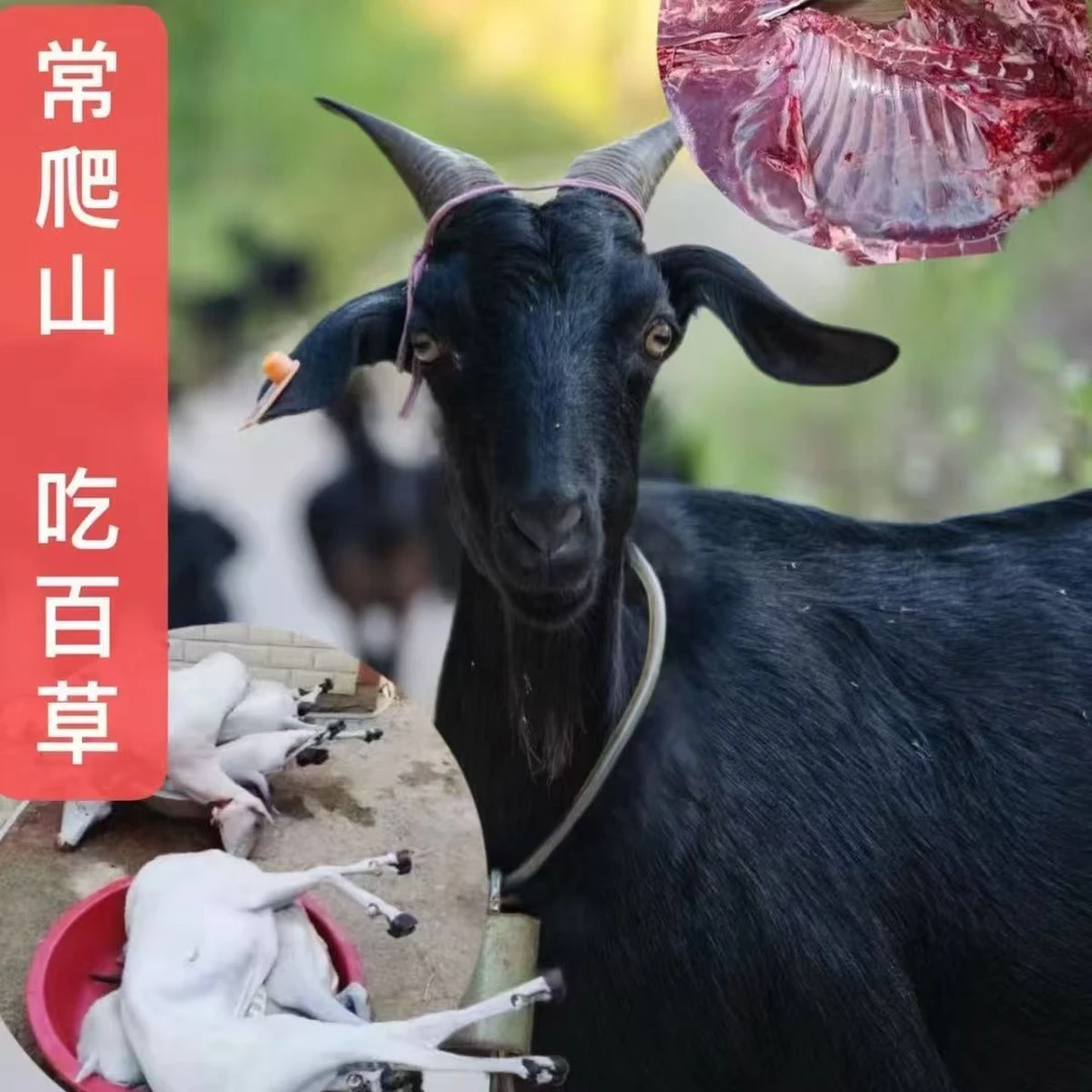 一物一拍  黑山羊广西正宗黑山羊（整只半边专属）