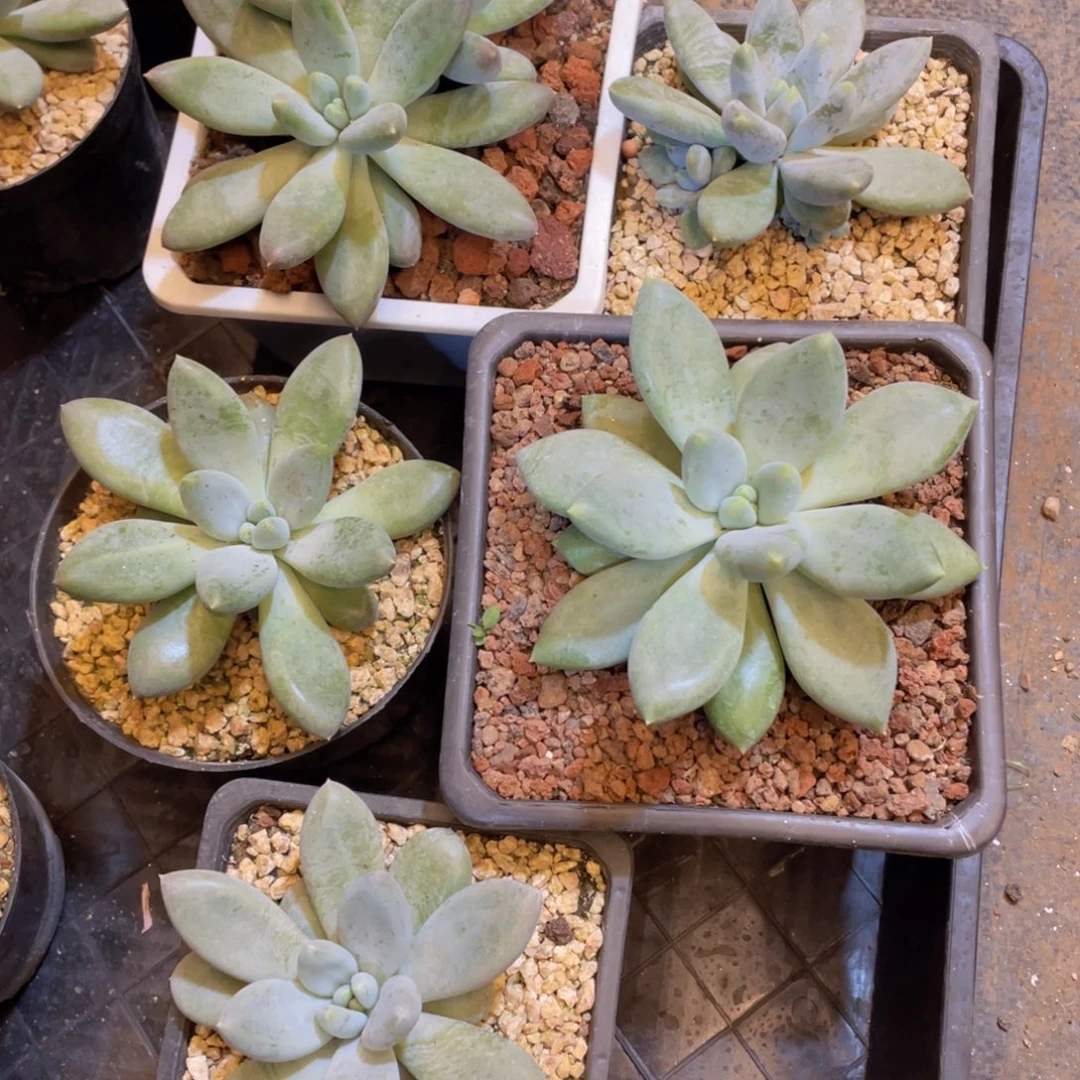 胖体哥特萝莉（5颗一起）