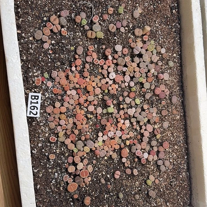 162生石花整框脱土发货不售后