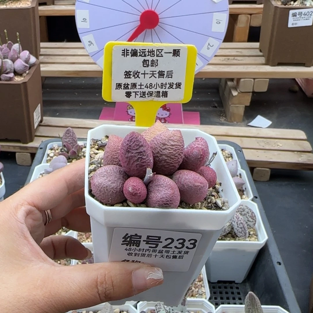 233少女心多肉植物