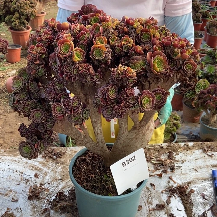 皓***售302欧紫缀化老桩老桩