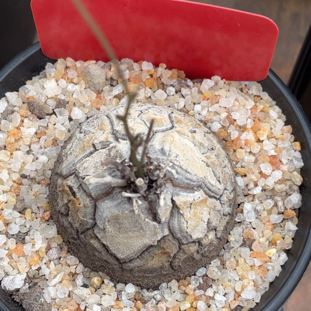 盆栽，优选龟甲龙4.5公分