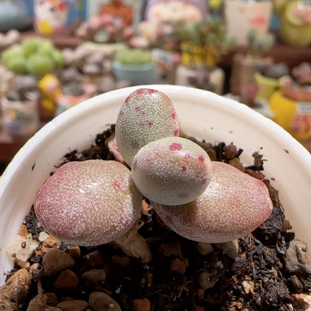 T恐龙蛋盆口3.5cm