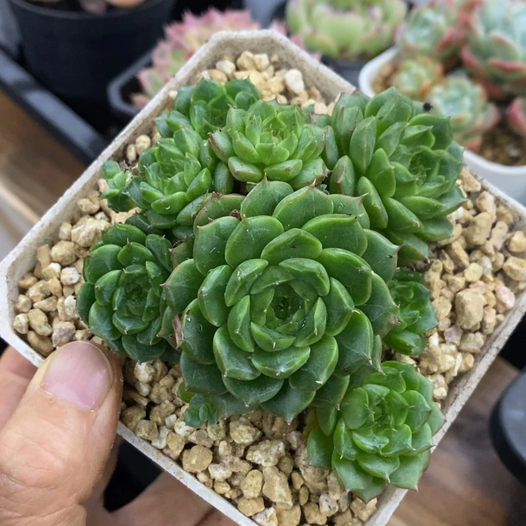 精品多肉一物一拍不包整240