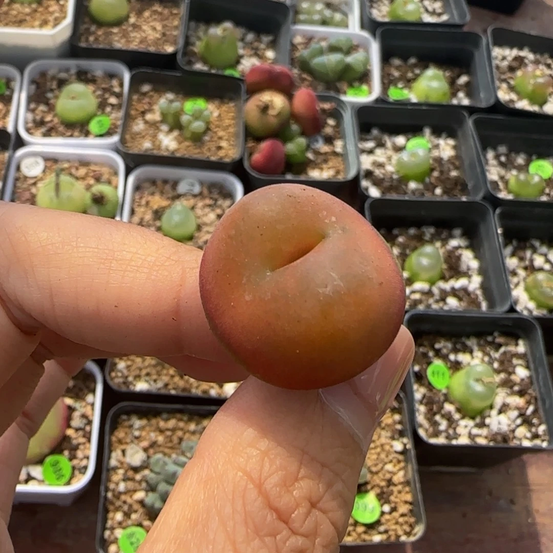 水蜜桃2.2cm（多肉354