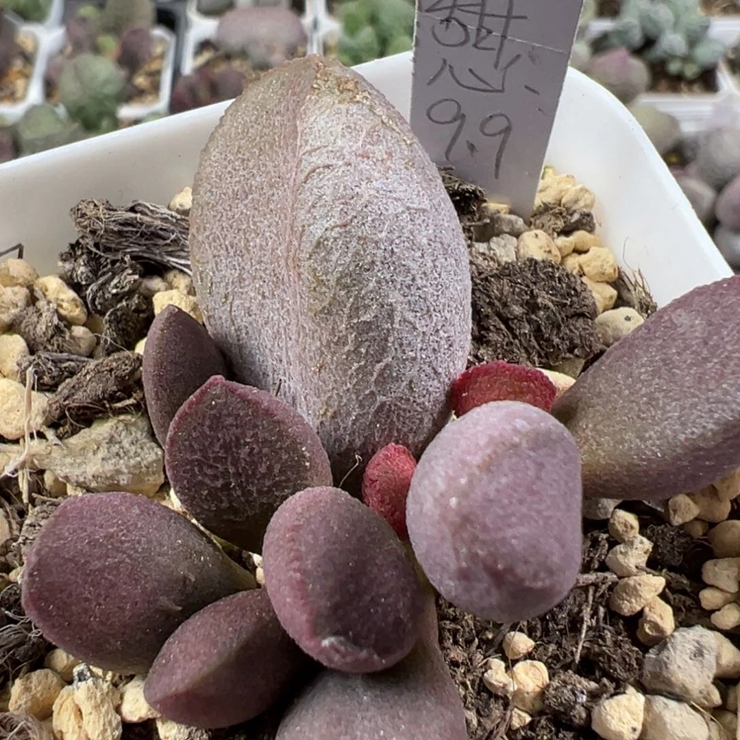 w甜心多肉植物水泡