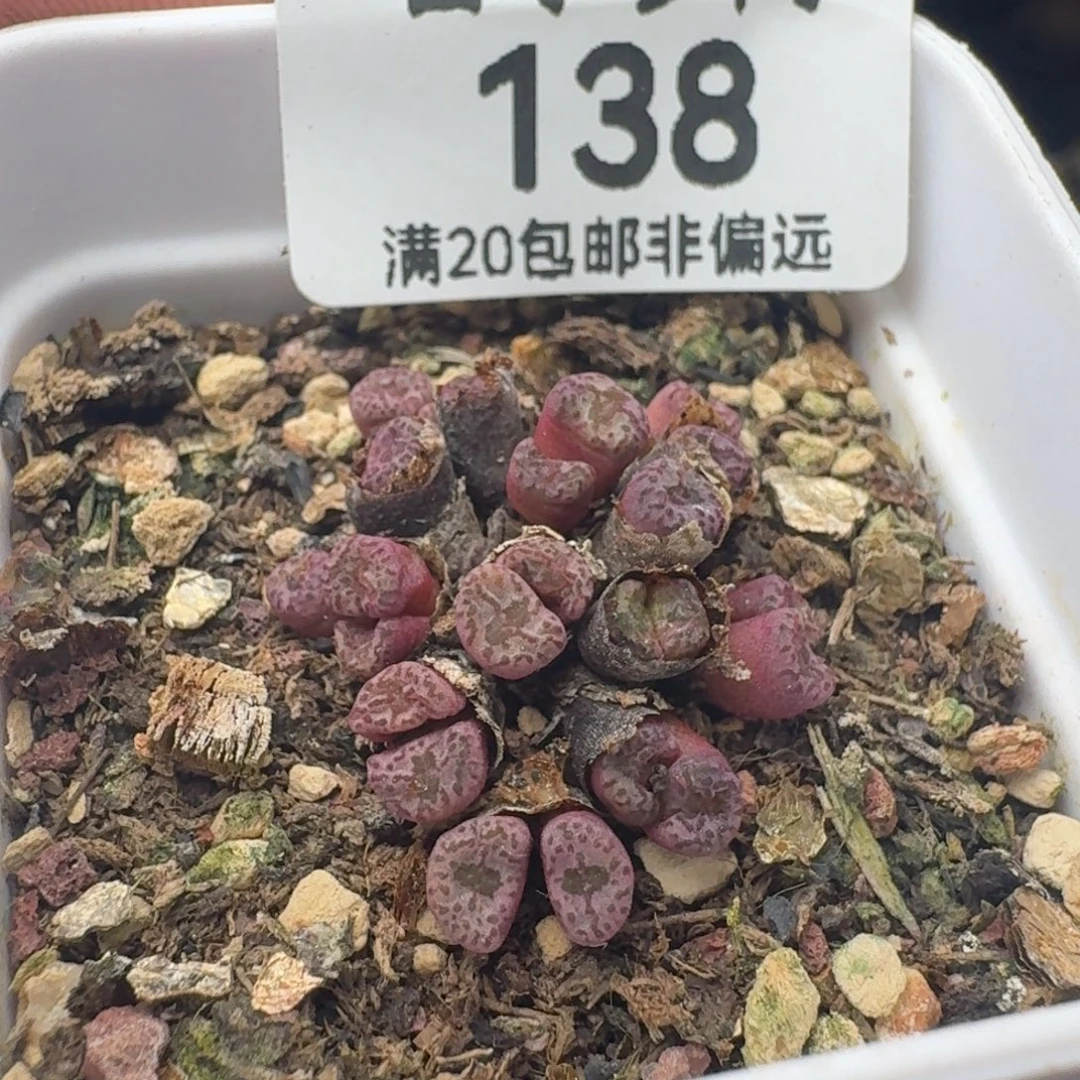 小***妮带盆土。