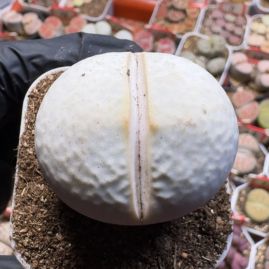 动***动生石花111111。 28