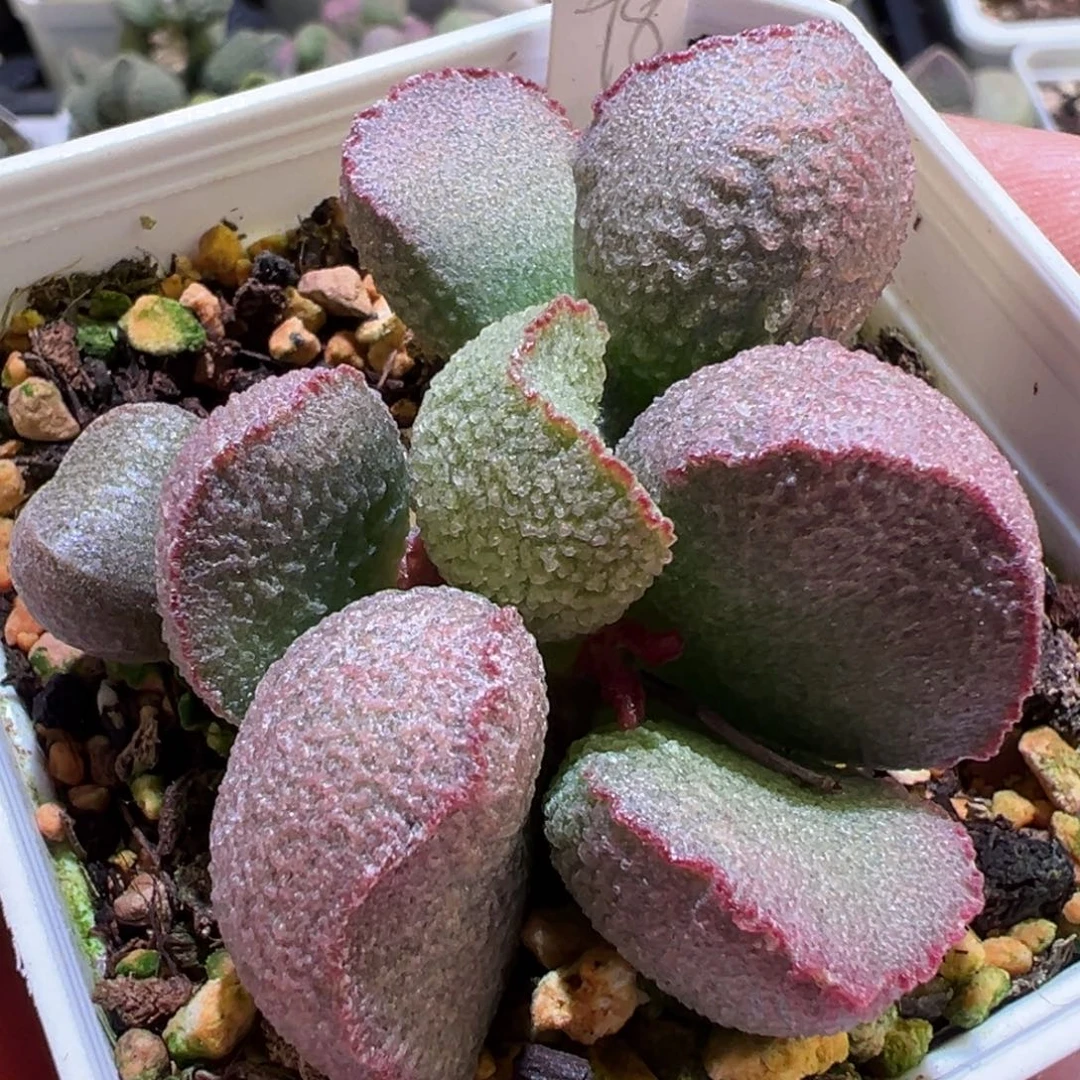 粉边款新品蕾丝花边老桩