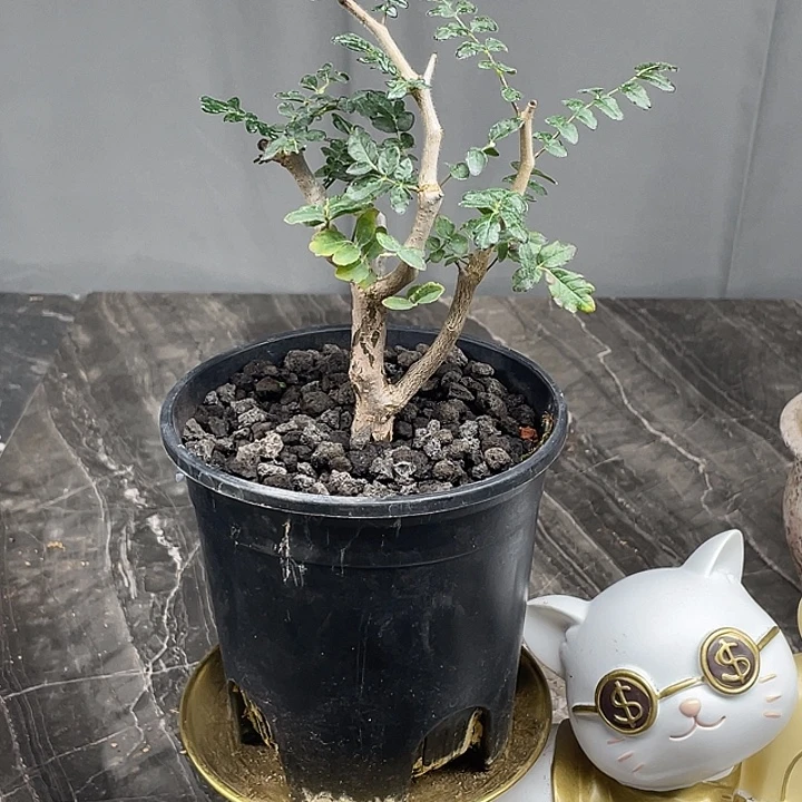 滔天橄榄6折福利仅有一单