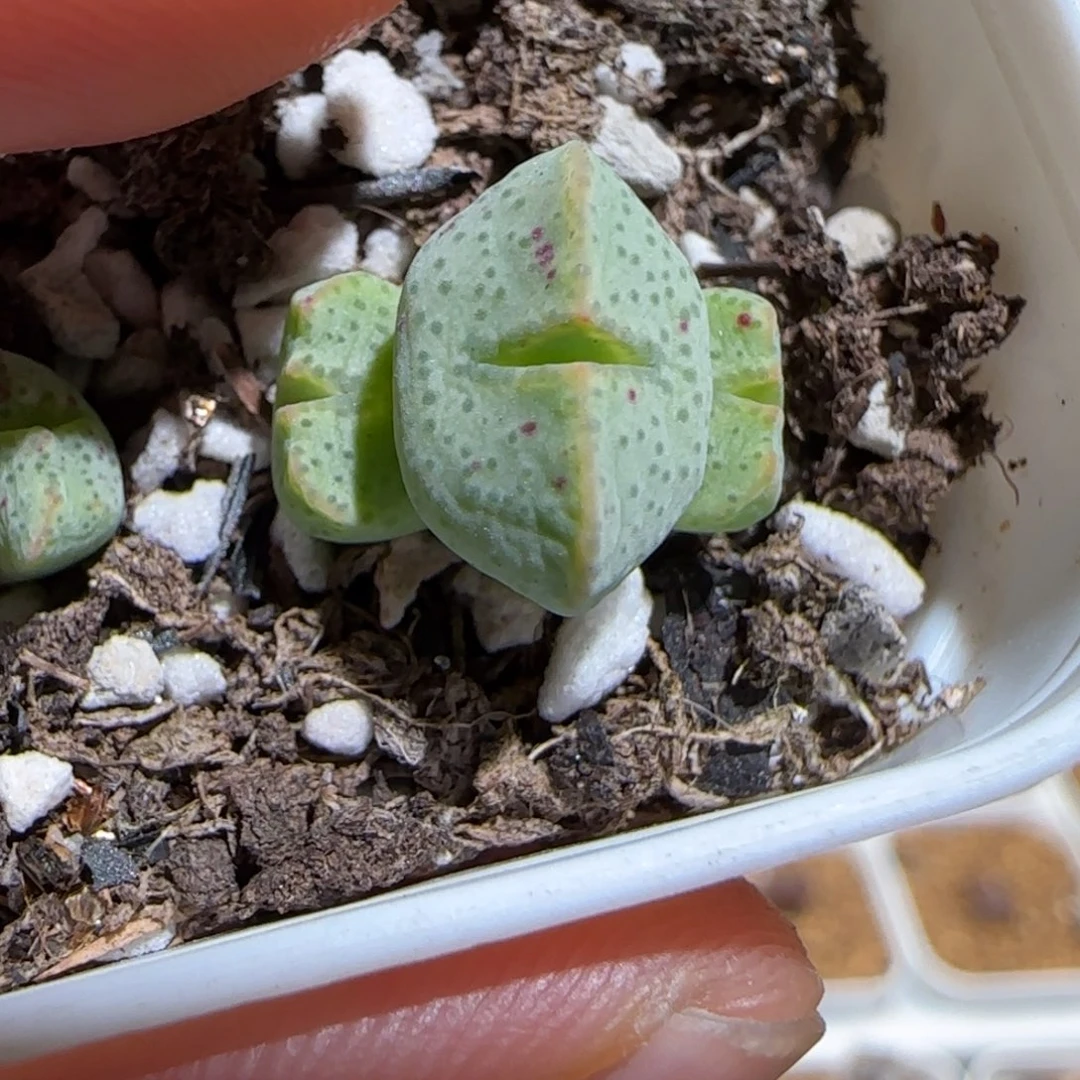 肉锥多肉植物很好看-sb2035、1709