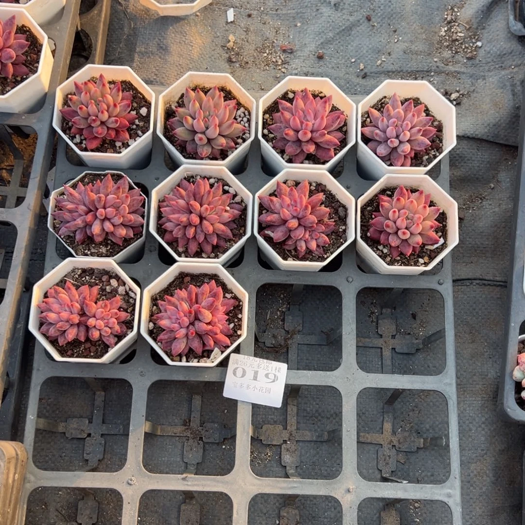 *****019号车厘子单双各五颗