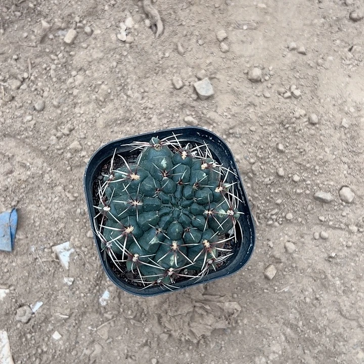 拐***牛恭喜发财。