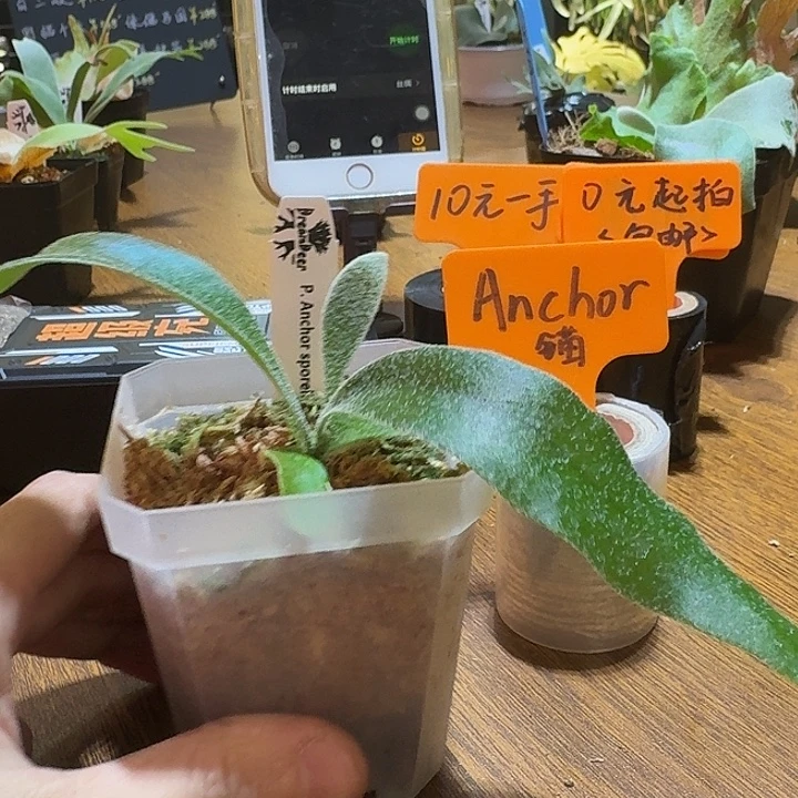 三***拾无花朵鹿野直播间购买锚