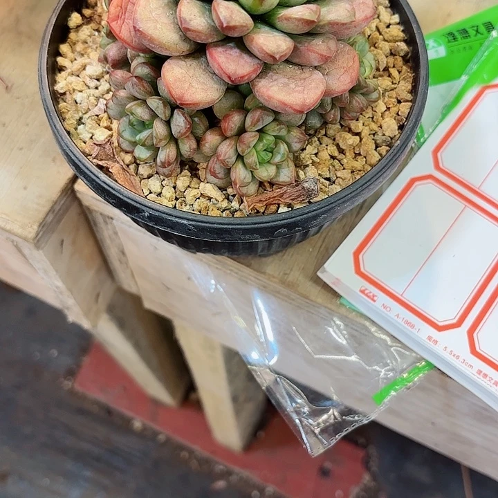 米****葡萄一物一拍369号