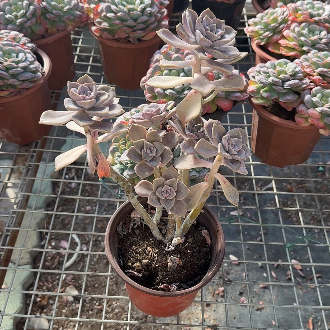 老庄紫乐多肉植物