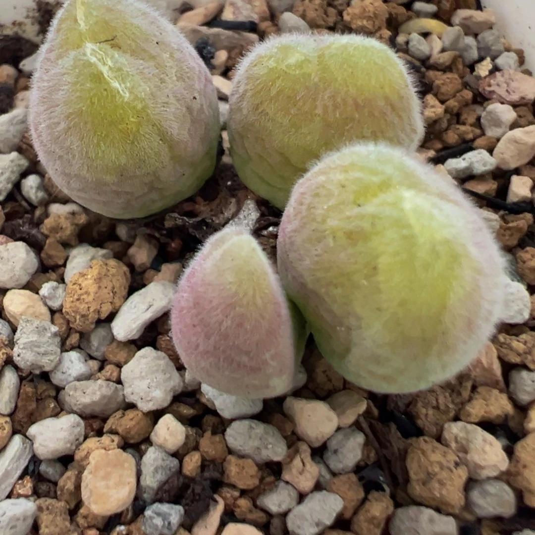 85多肉植物百科植物