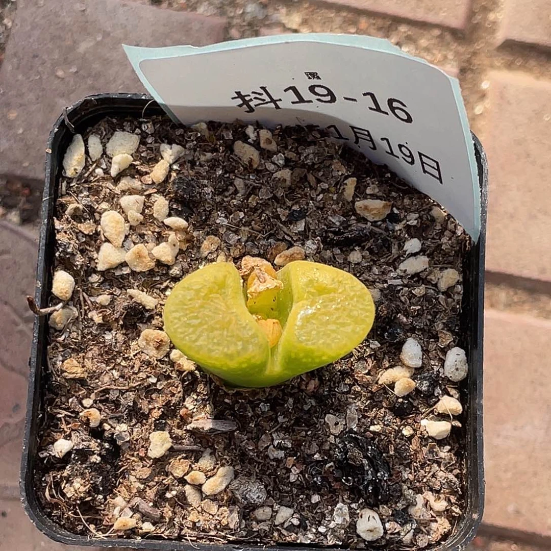 薄****19-16肉锥多肉植物