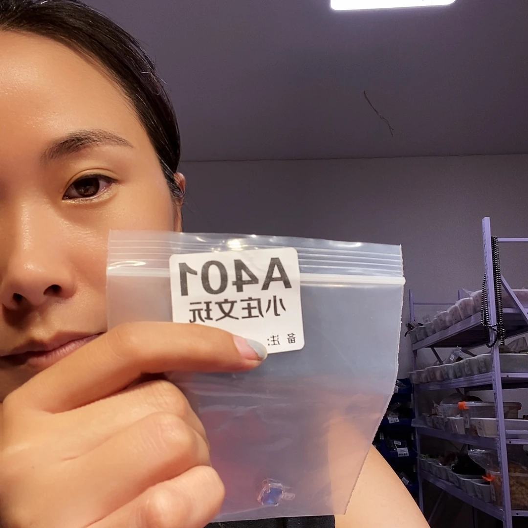 【闪购商品】笑**湖黑檀木401