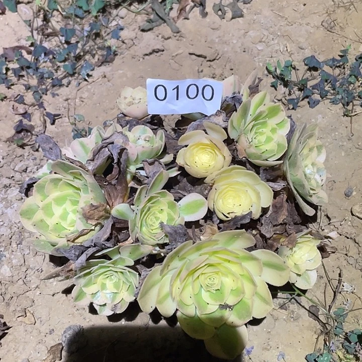 多肉植物法师100玉姿