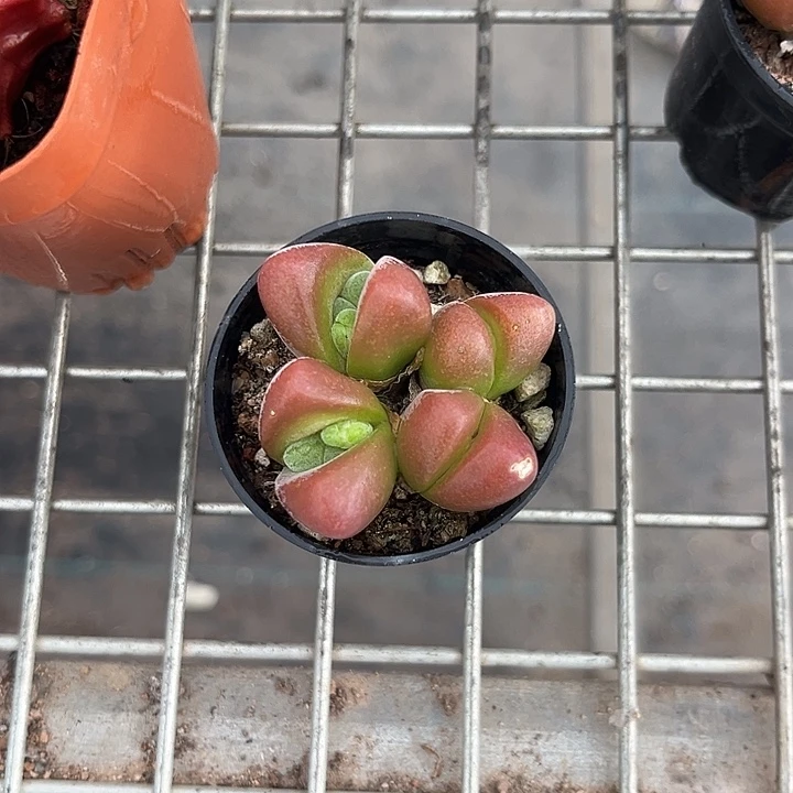 我也不知道我为什么