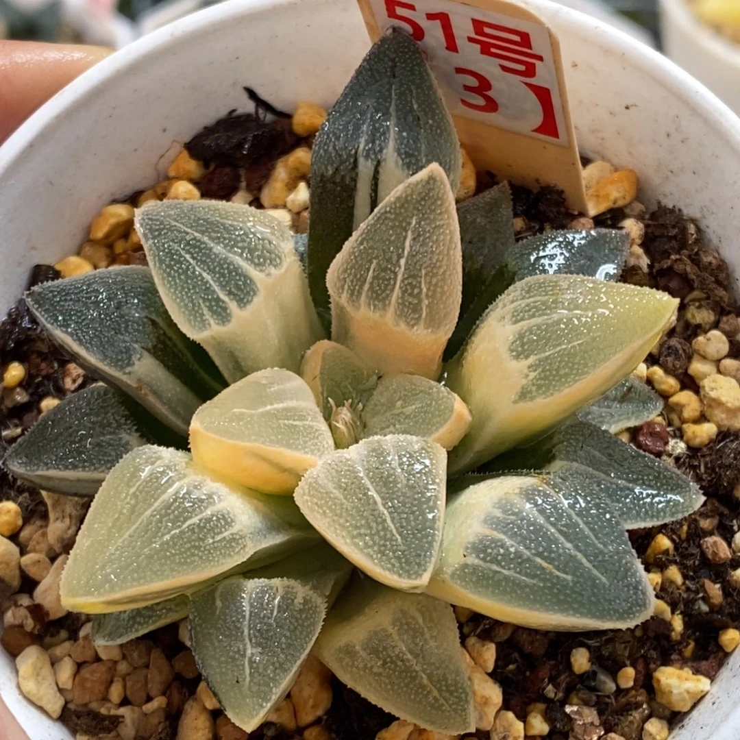 51号实生糊斑磨面锦