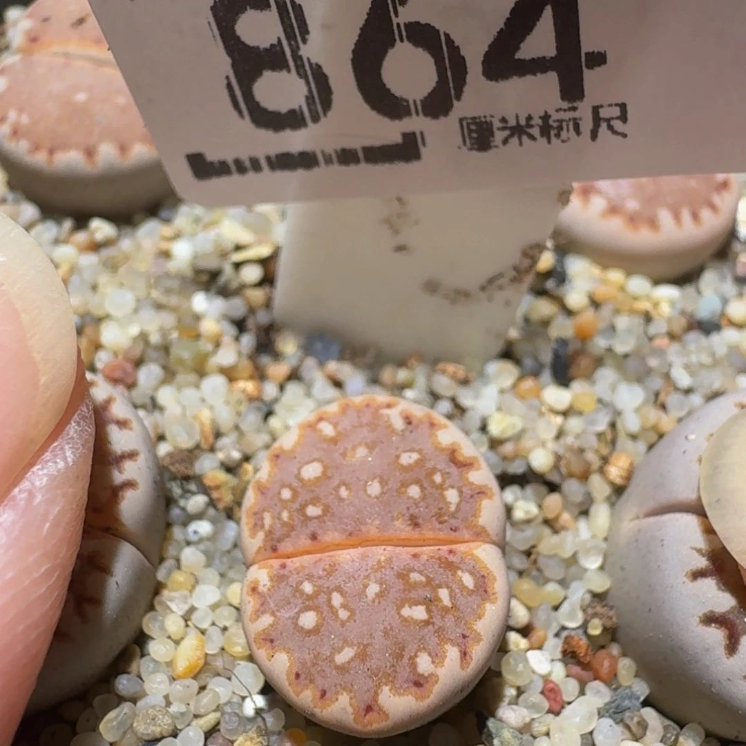 Ssss精品生石花864