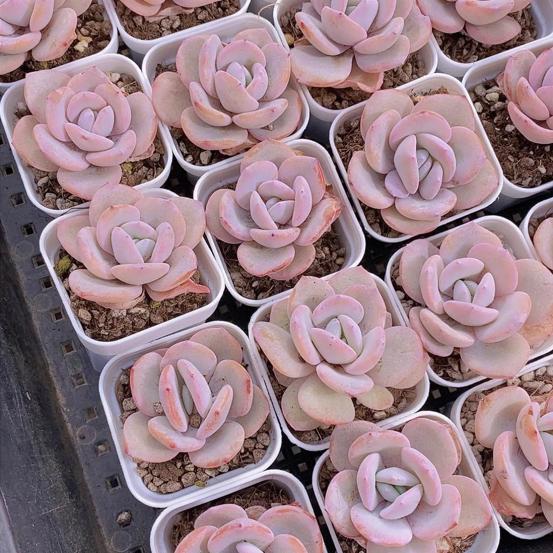 0305-小小白方奶茶尾货福利一颗 慎拍