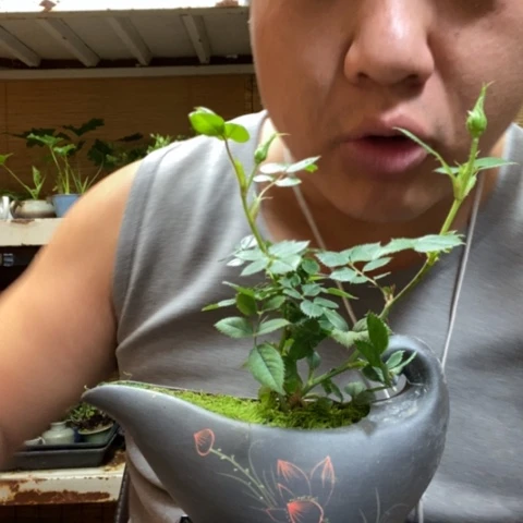 红陶大*果一物一拍所见即所得136