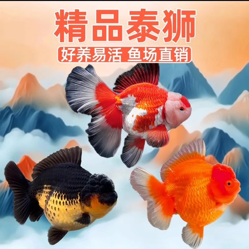 精品泰狮金鱼百褶泰狮招财好养淡水冷水鱼观赏鱼国粹