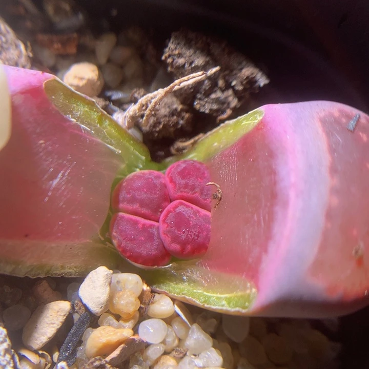 精品生石花218.164