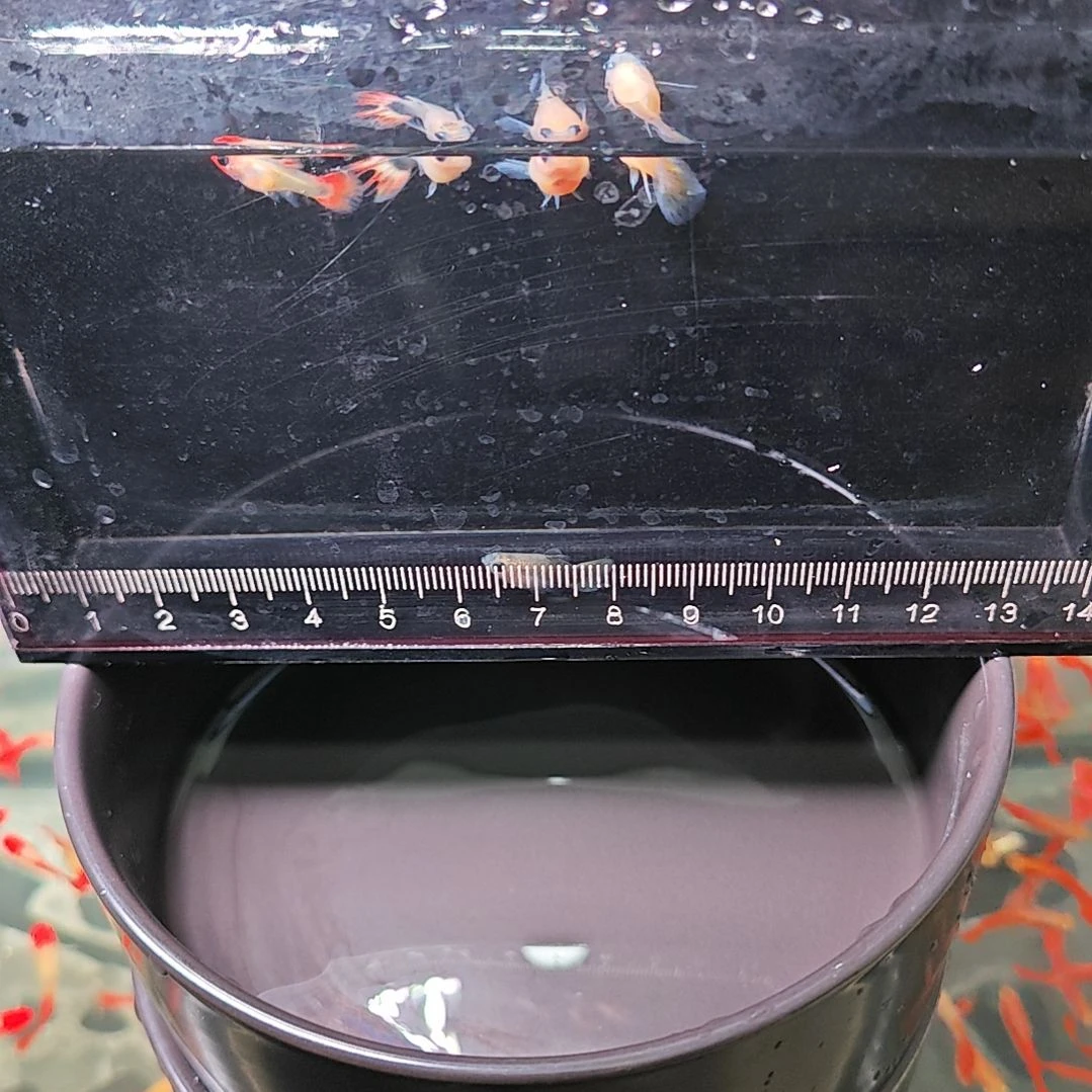孔雀鱼玻璃猫5条破烂