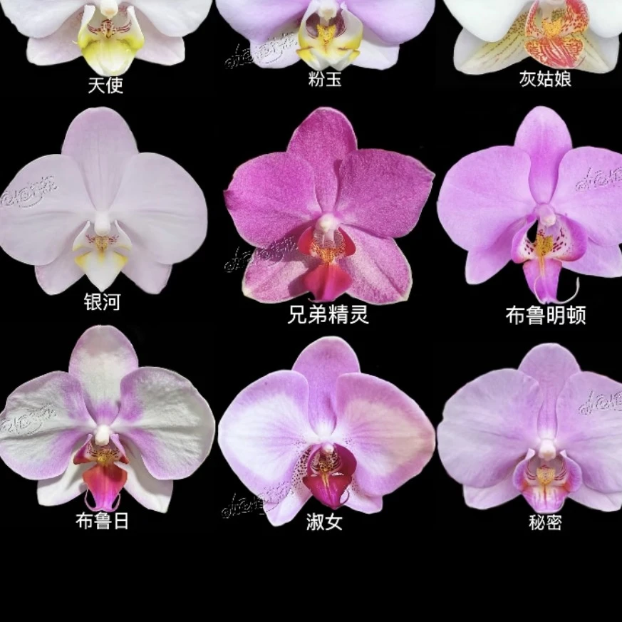 【工厂直发】一盆两株盲盒蝴蝶兰