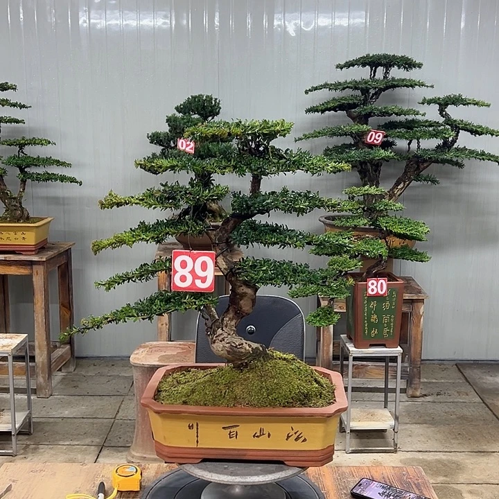 无花朵红芽这珍珠罗汉松