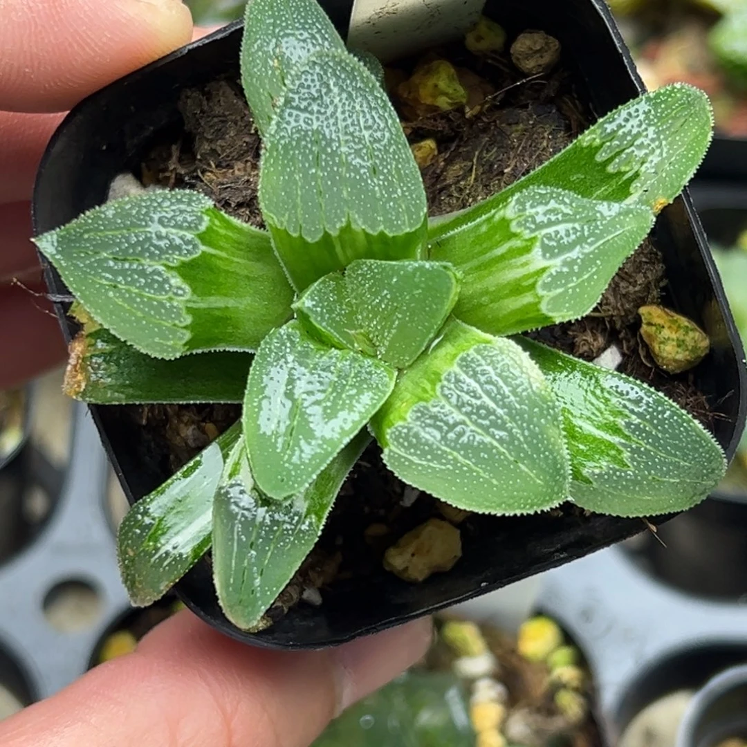 102蓝光魔面寿锦一物一拍